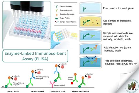 elisa test vs pcr|elisa enzyme linked immunodeficiency assay.